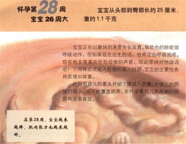 育儿说:怀孕周期怎么算?28周算7个月吗?