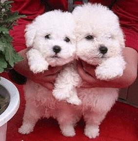 比熊犬多少钱一只？如何挑选品相好的比熊犬？