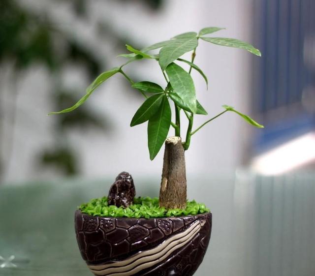 冬天发财树怎么养?注意这几点,让它叶子油亮有光泽!