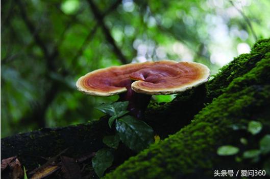 灵芝的最新功效大全 保健作用 用法介绍