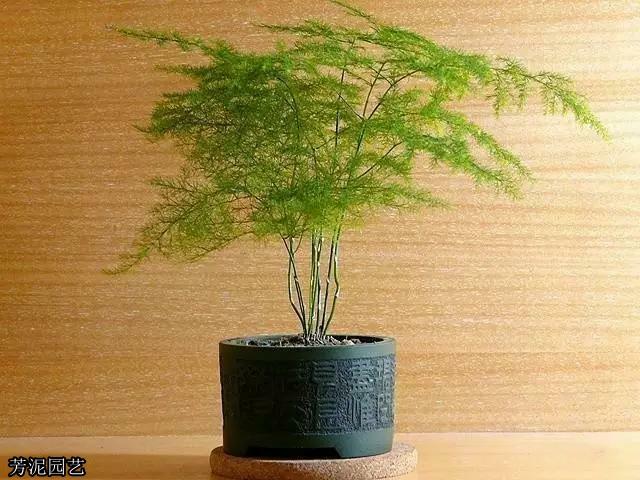 教师节送鲜花攻略!7种适合送给老师的花!