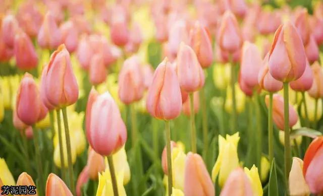 教师节送鲜花攻略!7种适合送给老师的花!