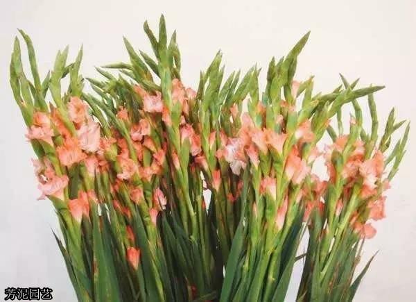 教师节送鲜花攻略!7种适合送给老师的花!