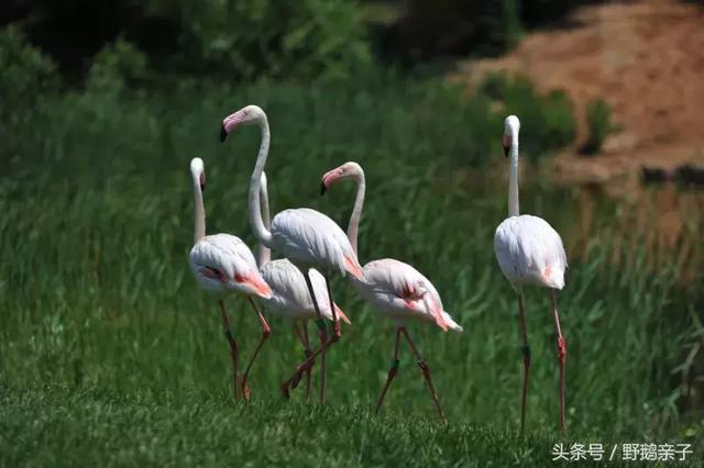 快来北京野生动物园与小动物亲密接触!