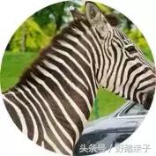 快来北京野生动物园与小动物亲密接触!