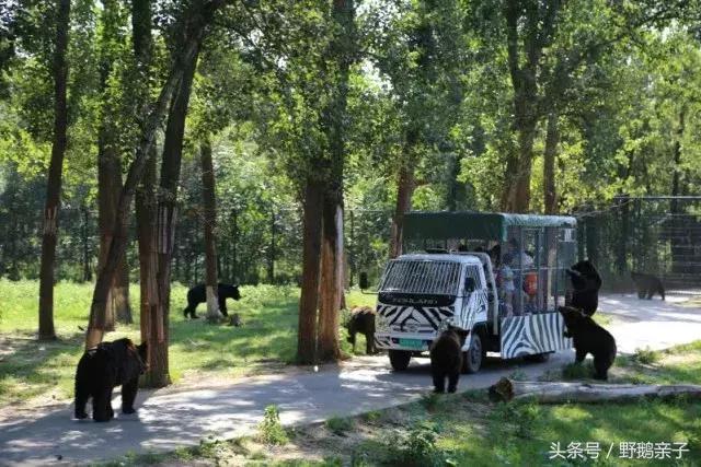 快来北京野生动物园与小动物亲密接触!