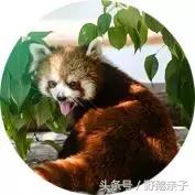 快来北京野生动物园与小动物亲密接触!