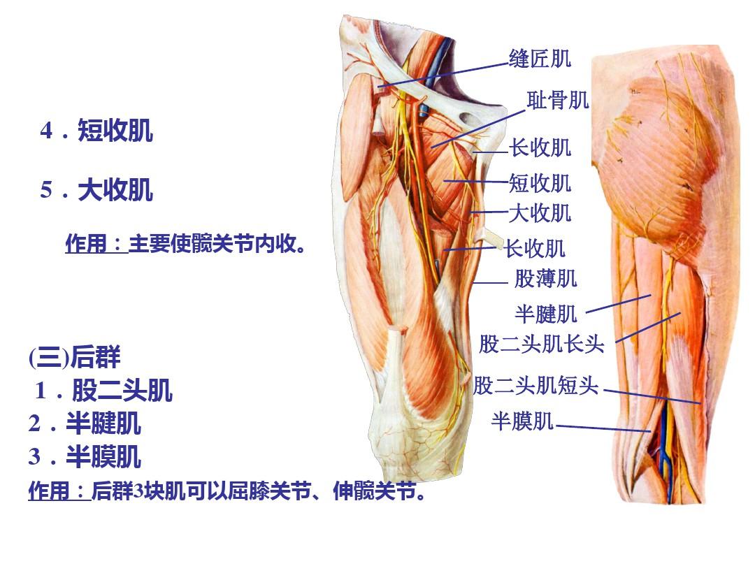 局部解剖学下肢ppt课件