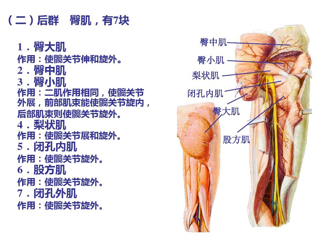 局部解剖学下肢ppt课件