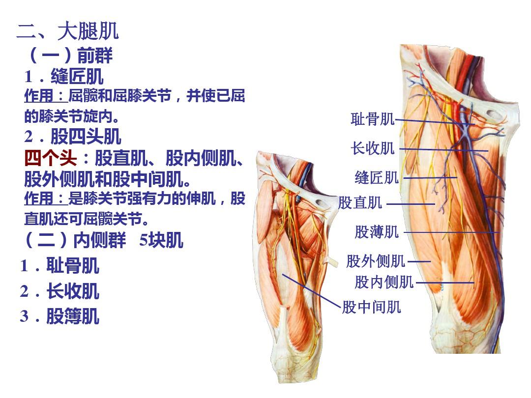 人体下肢肌肉结构图图片