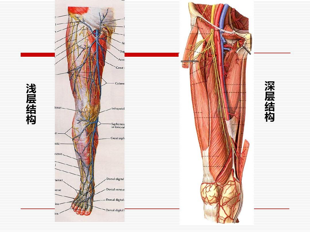下肢深静脉解剖图谱图片