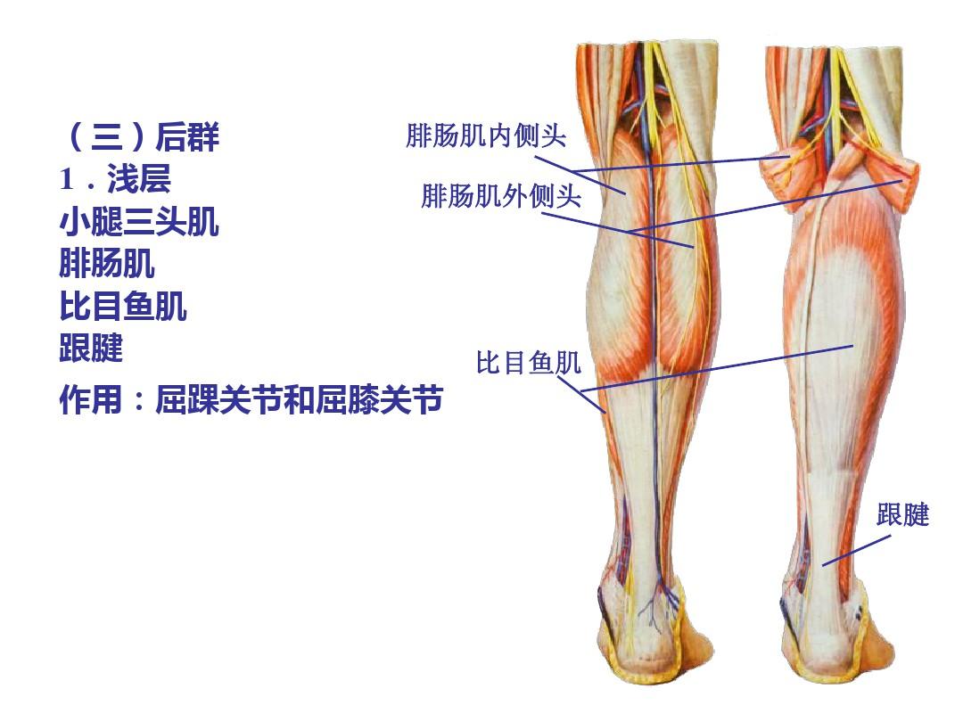 小腿结构图 名称图片