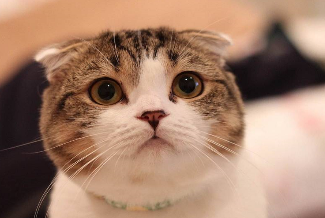 QQ截图20181227121949