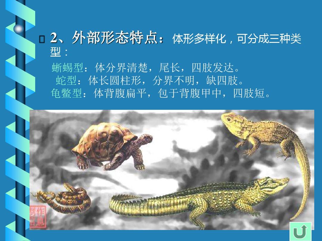 爬行纲Reptilia1学时