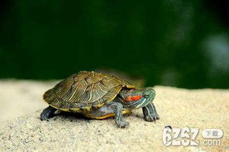梦见乌龟是什么意思 乌龟能带来祥瑞吗