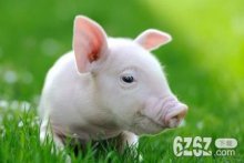 7月生肖猪能福星高照吗 2021年生肖猪运势好吗
