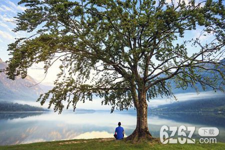 梦见大树是什么意思 是象征着人的健康吗