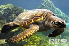 梦见海龟是什么预兆 梦见海龟周公解梦